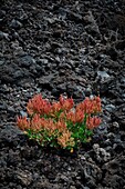 Spain, Canary Islands, La Palma, detail of plants and tropical-style ocean flowers on rocky and volcanic soil