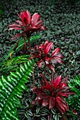 Spain, Canary Islands, La Palma, detail of plants and tropical-style ocean flowers on rocky and volcanic soil