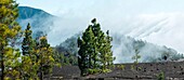 Spanien, Kanarische Inseln, La Palma, Wanderer auf einem Wanderweg in üppigem Grün in einer bergigen und vulkanischen Umgebung