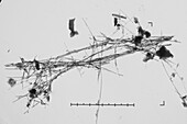 France, Eure, Grand Bourgtheroulde, environmental laboratory, chrysotile fibers (asbestos variety) seen on the fluorescent screen of a transmission electron microscope, 10000 times magnification