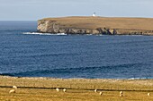 Vereinigtes Königreich, Schottland, Orkney-Inseln, Festland, Birsay Bay, Schafe grasen auf einer Weide und die Insel Brough of Birsay im Hintergrund