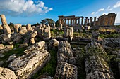 Italy, Sicily, Castelvetrano, ancient city of Selinonte, founded by Megarian Greeks in the 7th century B.C., E temple, dedicated to Hera