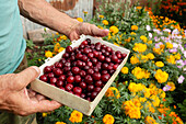 Hands holding a container of ripe cherries with a colorful flower garden in the background, showcasing fresh harvest and natural beauty.