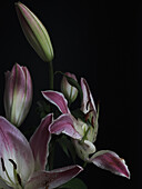 A close-up image of vibrant pink and white lilies against a stark black background The delicate texture of the flowers and the subtle interplay of light and shadow highlight their natural beauty and intricate details