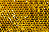 Closeup of yellow honeycomb with sweet liquid honey