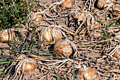 Reife Zwiebeln mit trockenem Laub, die auf einem Bauernhof in Castilla La Mancha in der Sonne liegen, ein Beispiel für traditionelle Landwirtschaft.