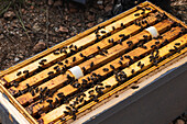 From above many bees gathering on wooden beehive on sunny day in apiary