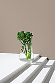 Vibrant broccolini, also known as Tenderstem or baby broccoli, displayed in a clear glass jar with water, set against a soft beige background, casting a delicate shadow.