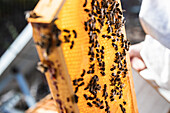 Großaufnahme einer Honigwabe in einem Holzrahmen mit vielen Bienen an einem sonnigen Tag in einem Bienenhaus von oben