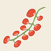 Digital illustration depicting a hand-drawn, stylized branch of ripe cherry tomatoes with a light beige background.