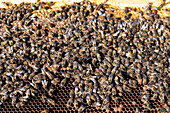 Nahaufnahme von oben von vielen Bienen, die auf Honigwaben in einem Bienenhaus in der Natur sitzen