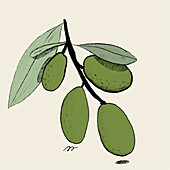 A textured illustration featuring a branch of green olives with rich leaves, captured in a minimalist and artistic style.