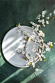 A serene composition capturing delicate cherry blossoms arranged on a textured ceramic plate, bathed in soft light and playful shadows