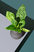 From above lush green spinach leaves artistically presented in a stylish black vase against a contrasting green backdrop.