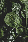 Vibrant green spinach leaves covered with fresh water droplets, captured in a close-up shot with fine detail and texture.