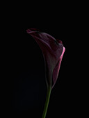 A stunning close-up image of a dark purple calla lily, captured against a stark black backdrop The subtle illumination highlights the delicate of flower curves and vibrant color, creating a dramatic and elegant visual