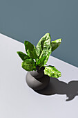 From above fresh spinach leaves elegantly arranged in a sleek black vase against a calming green backdrop, casting a soft shadow.