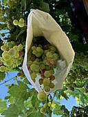 A cluster of green grapes covered with a white paper bag hangs from a vine, a method used to protect the fruit from birds and insects in a sunny, leafy vineyard