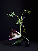 A beautifully designed artistic image featuring a lily and stem arranged in an elegant black mini vase along with a sphere on a dark background, emphasizing minimalism and contrast