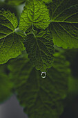 Close-up of a single water droplet on the vibrant green leaf of a lemon balm plant, with a blurred background.