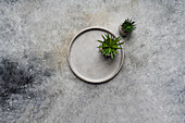 Top view of serene minimalist table setting on a textured background, featuring a single ceramic plate accompanied by two small, vibrant succulents