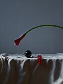 An artistic still life featuring a folded pink calla lily flower, a reflective black sphere and a currant bunch ornament, all carefully arranged on a delicately draped white fabric