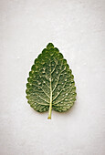 A single, vibrant Melissa leaf, also known as lemon balm, adorned with glistening water droplets, isolated against a stark white background, highlighting its delicate veins and green hue.