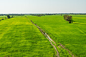 A vivid image capturing the lush, vibrant green rice paddies stretching across the landscape under a clear blue sky, showcasing the tranquility and agricultural beauty of rural Asia.