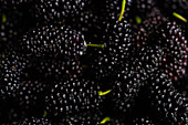 Close-up image captures of ripe mulberries, highlighting their glossy, deep black hue and tiny visible seeds.