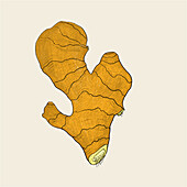 A detailed illustration of a ginger root, depicted in shades of brown and tan, set against a pale beige background.