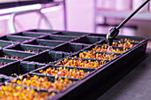 Close-up photo of a hand using a spray nozzle to water colorful microgreens in black trays, in a controlled greenhouse environment