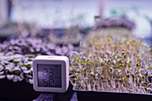 A close-up view of a microgreens garden indoors, featuring a digital temperature and humidity monitor in the foreground Lush green seedlings thrive in optimal growing conditions