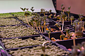 A detailed view of various microgreens sprouting in a controlled indoor agricultural setup, reflecting a sustainable and modern farming approach