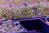 Close-up image showcasing a variety of microgreens growing lushly in a controlled indoor environment under a growth light, emphasizing modern urban farming techniques