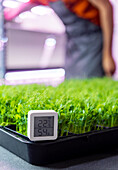 A digital humidity and temperature monitor sits amidst a lush bed of microgreens, ensuring optimal growth conditions A partial view of an individual tending to the greens highlights the care in modern indoor farming