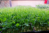 An image showcasing a dense bed of thriving microgreens in various stages of growth, featuring a focus on their delicate tendrils and lush green leaves