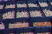 Multiple trays containing a variety of microgreens in different sprouting stages featured prominently in a farming nursery environment, highlighting an indoor agricultural practice