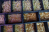 Multiple trays of microgreens showcasing different stages of growth, captured in a well-lit indoor environment