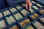 An individual carefully tends to various trays of thriving microgreens, ensuring each sprout receives the attention needed for optimal growth, depicted in a controlled indoor farming environment