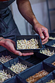 A focused chef carefully arranges sprouted microgreens in small black trays, showcasing the cultivation process for these nutritious plants