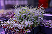 Fresh microgreens sprout abundantly in plastic trays under controlled lighting, showcasing a variety of leafy sprouts with vibrant colors