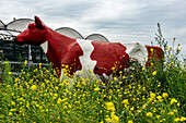 Herd of Diary Cows at Floating Farm grazing grass, while producting Milk and Diary for Food & Drink Products. Rotterdam, Netherlands.