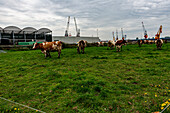 Eine Herde Milchkühe auf dem schwimmenden Bauernhof weidet auf der Weide, während sie Milch und Milchprodukte für Lebensmittel und Getränke produziert. Rotterdam, Niederlande.