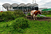 Herd of Diary Cows at Floating Farm grazing grass, while producting Milk and Diary for Food & Drink Products. Rotterdam, Netherlands.