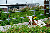 For adult Cows at Floating Farm to produce milk, it's nessesary to annually give Birth to a Calf. Rotterdam, Netherlands.