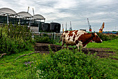 Eine Herde Milchkühe auf einem schwimmenden Bauernhof, die Gras grasen, während sie Milch und Milchprodukte für Lebensmittel und Getränke produzieren. Rotterdam, Niederlande.