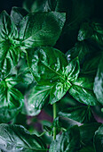 Fresh basil leaves, photographed from above