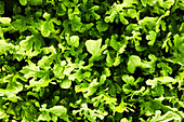 Overhead Close-Up of Arugula Growing