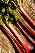 Stalks of hand picked fresh Rhubarb fruit