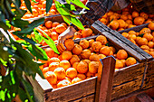 Landwirt sortiert Mandarin-Orangen in Holzkisten